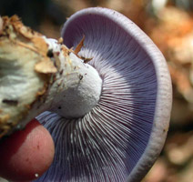 Clitocybe nuda, shows the close to crowded gills and their sinuate attachment to the stalk.